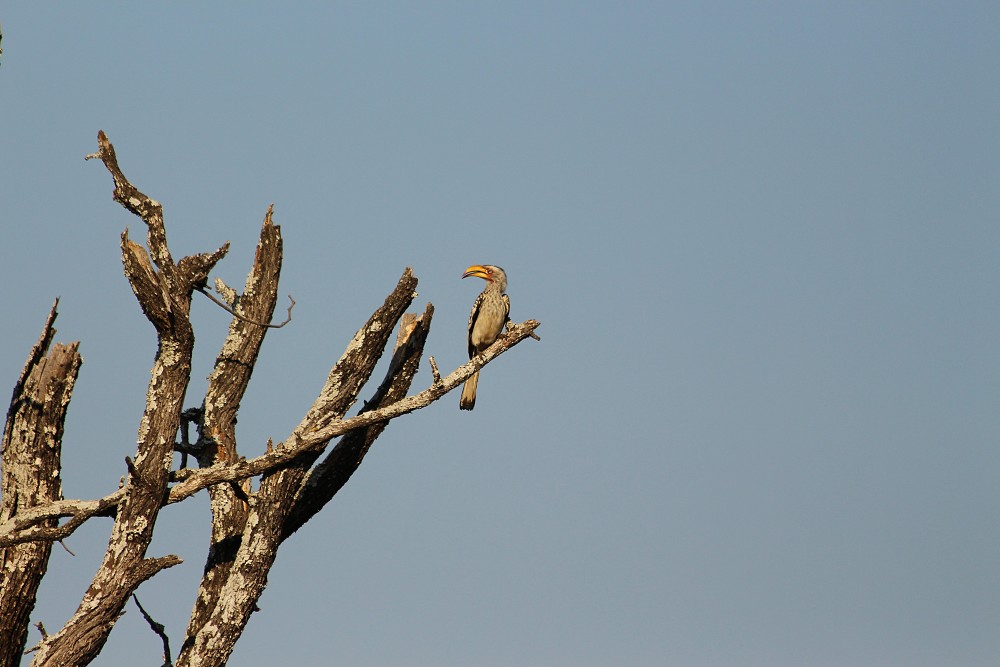 Eastern Yellow-billed Hornbill