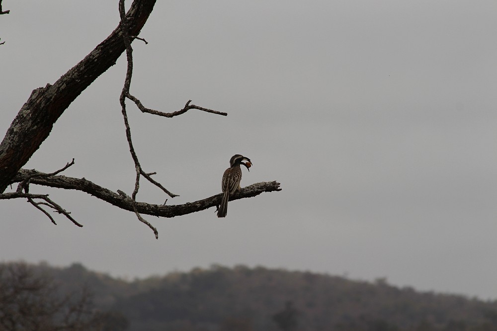 African Gray Hornbill