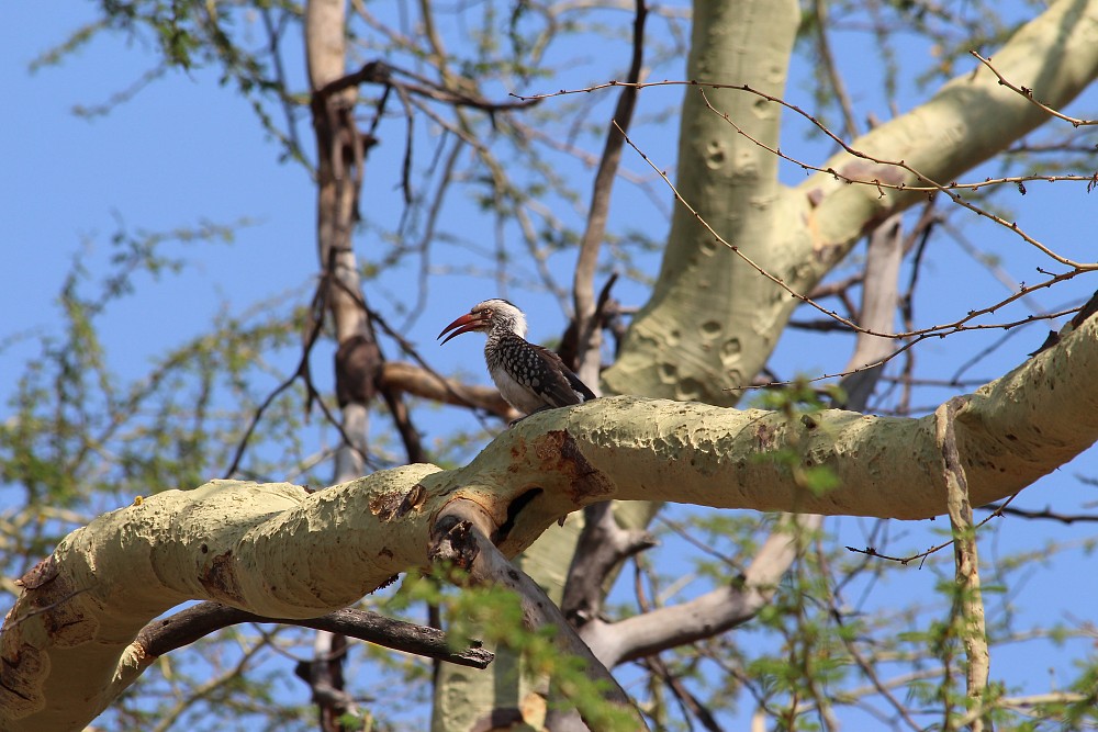 Northern Red-billed Hornbill