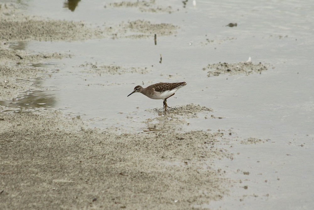 Bruchwasserläufer