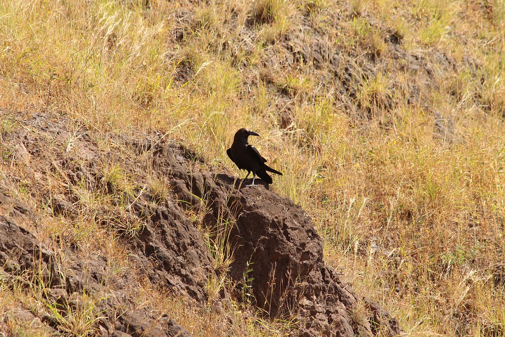 Brown-necked Raven