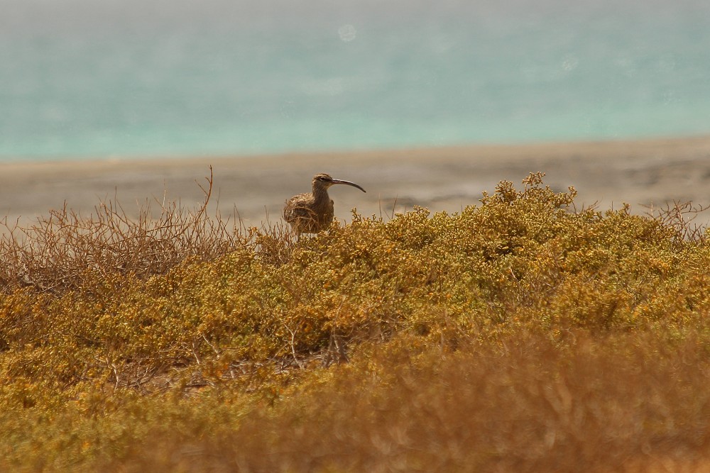 Whimbrel