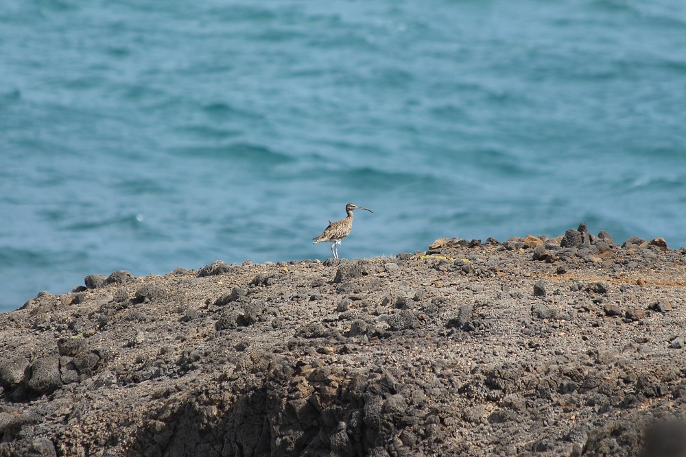 Whimbrel