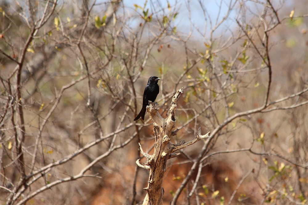 Fork-tailed Drongo