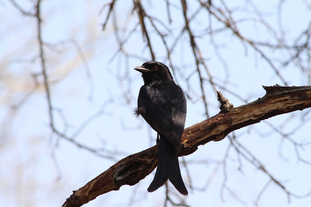 Fork-tailed Drongo