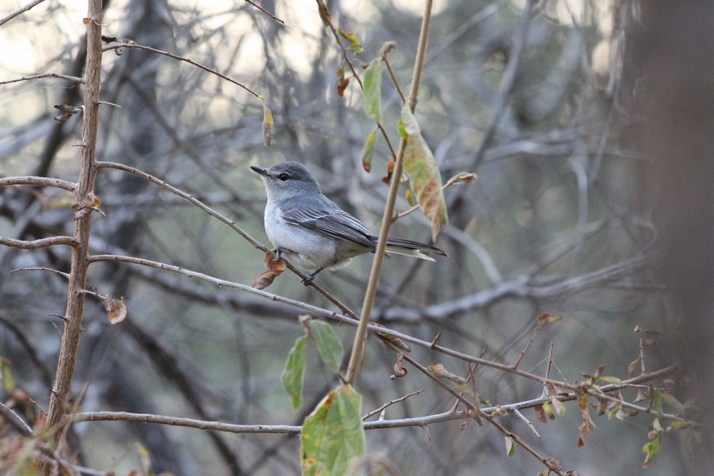 Gray Tit-Flycatcher