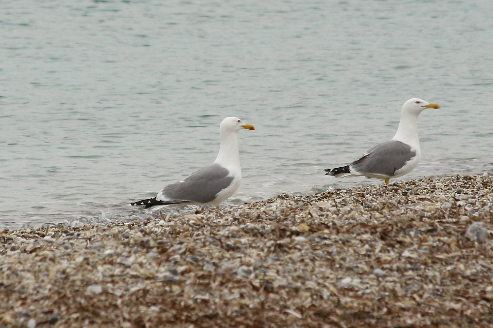 Yellow-legged Gull