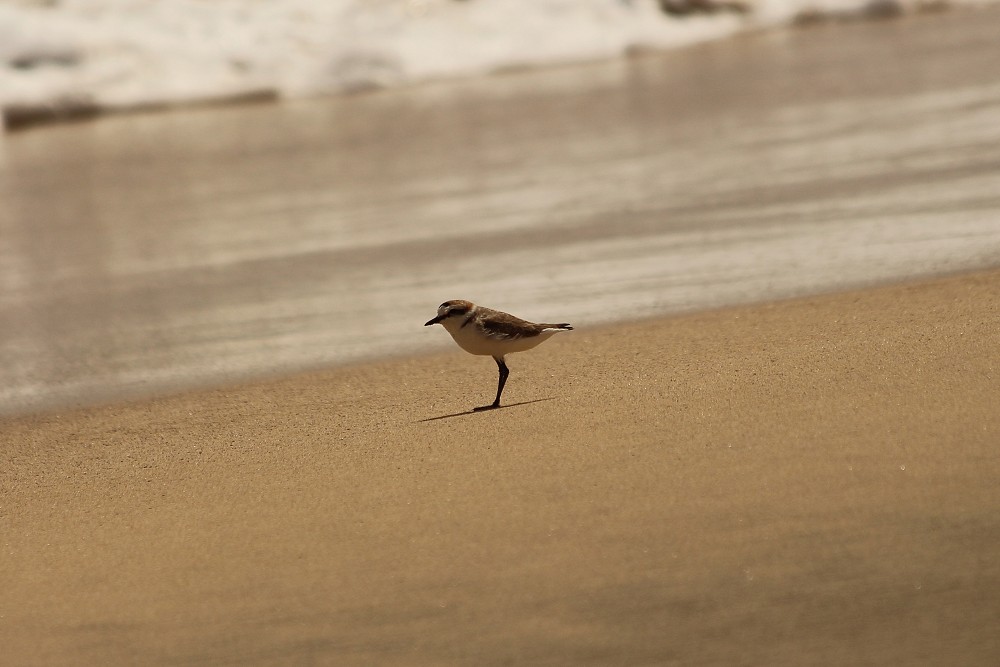 Kentish Plover