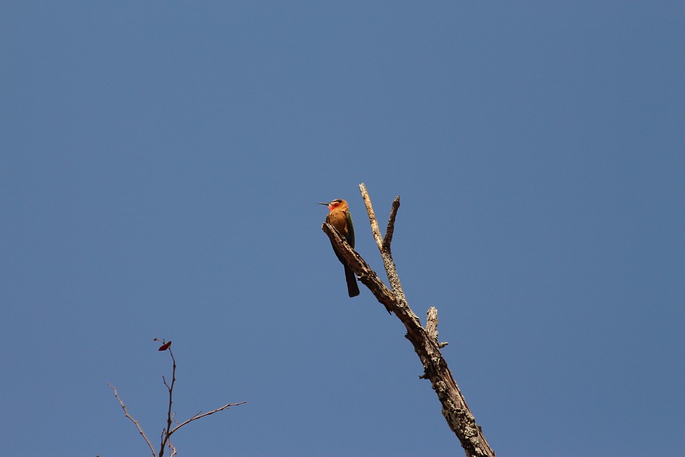 Gruccione frontebianca