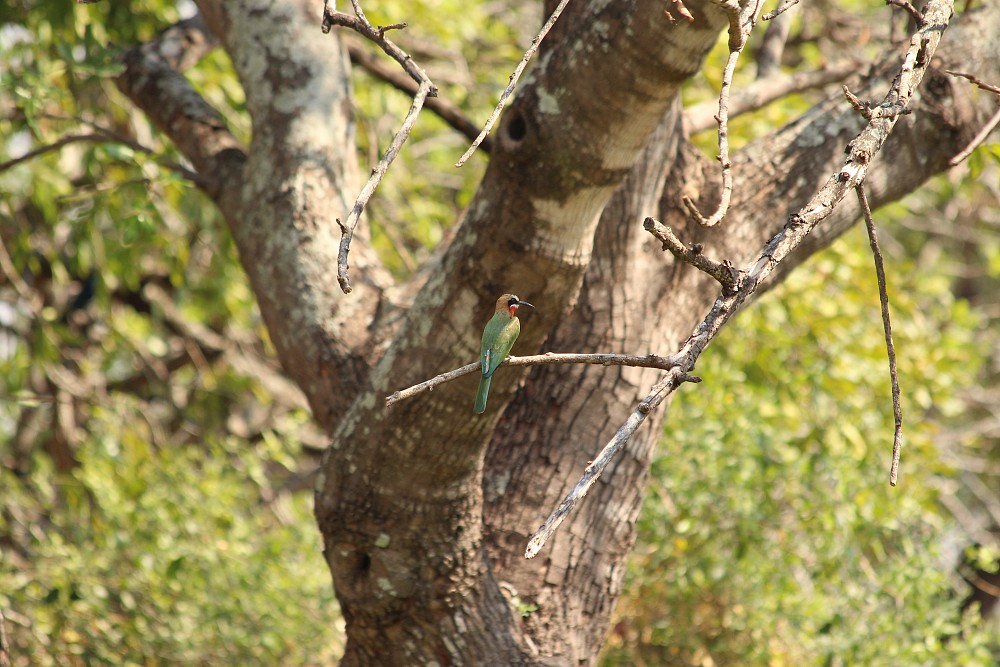 White-fronted Bee-eater