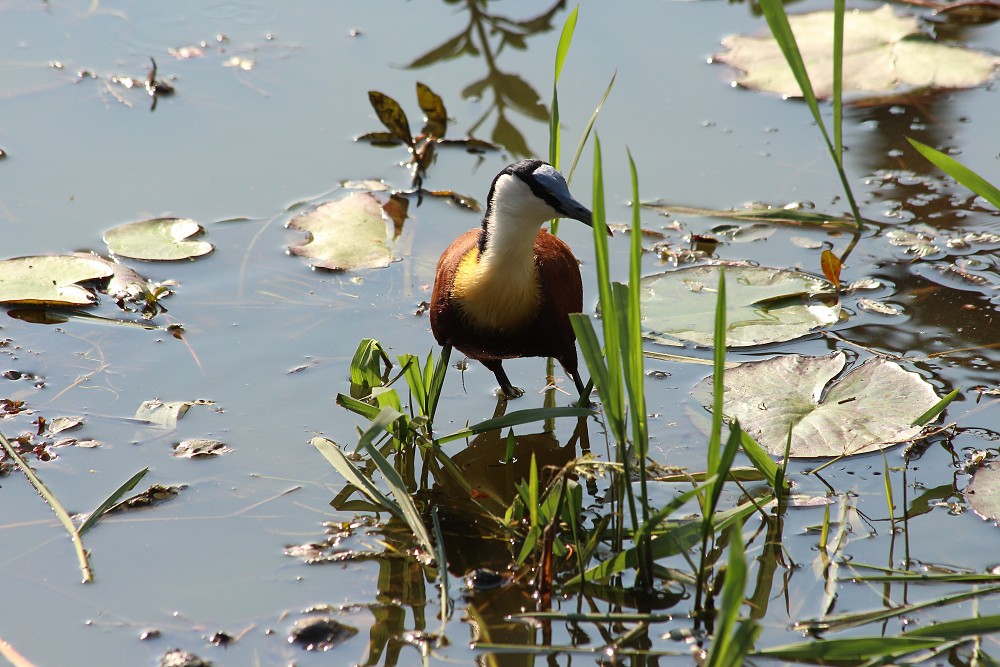 Jacana à poitrine dorée