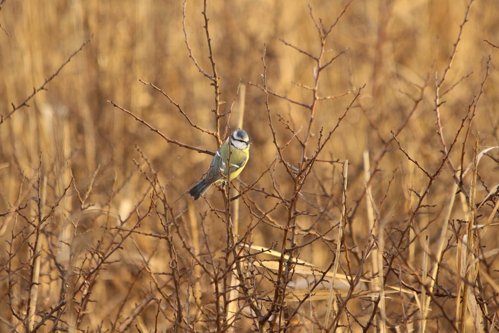 Blaumeise