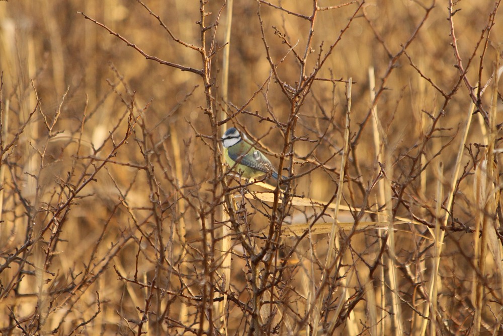 Mésange bleue