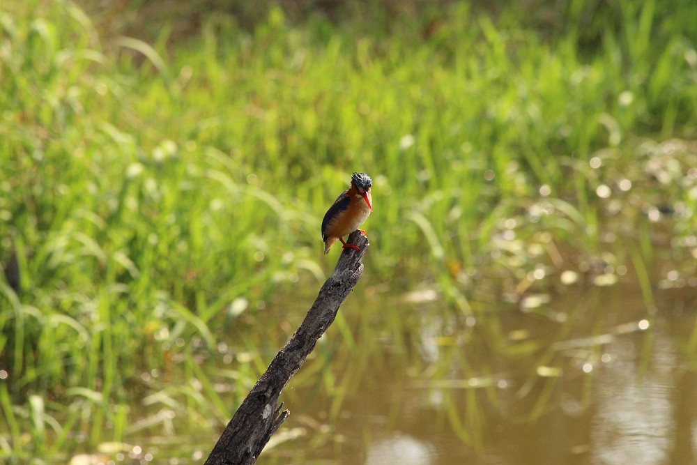 Malachite Kingfisher