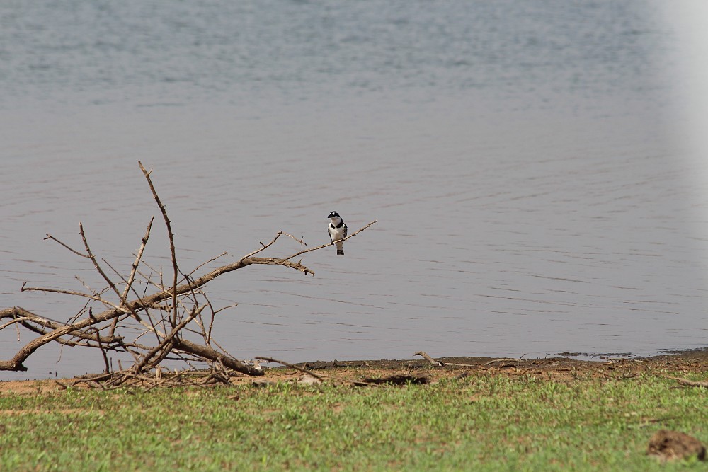 Pied Kingfisher