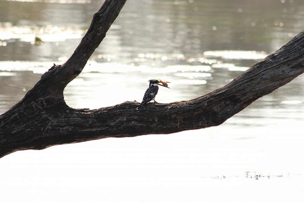 Pied Kingfisher