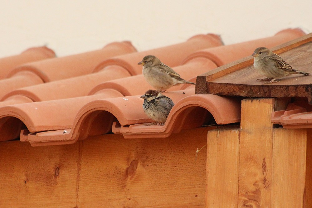 Spanish Sparrow