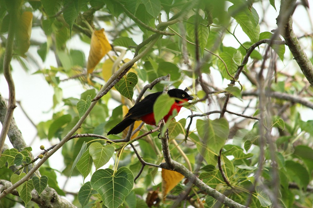 Black-headed Gonolek