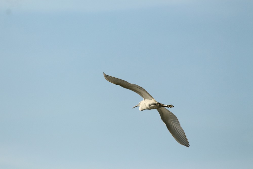 Aigrette garzette