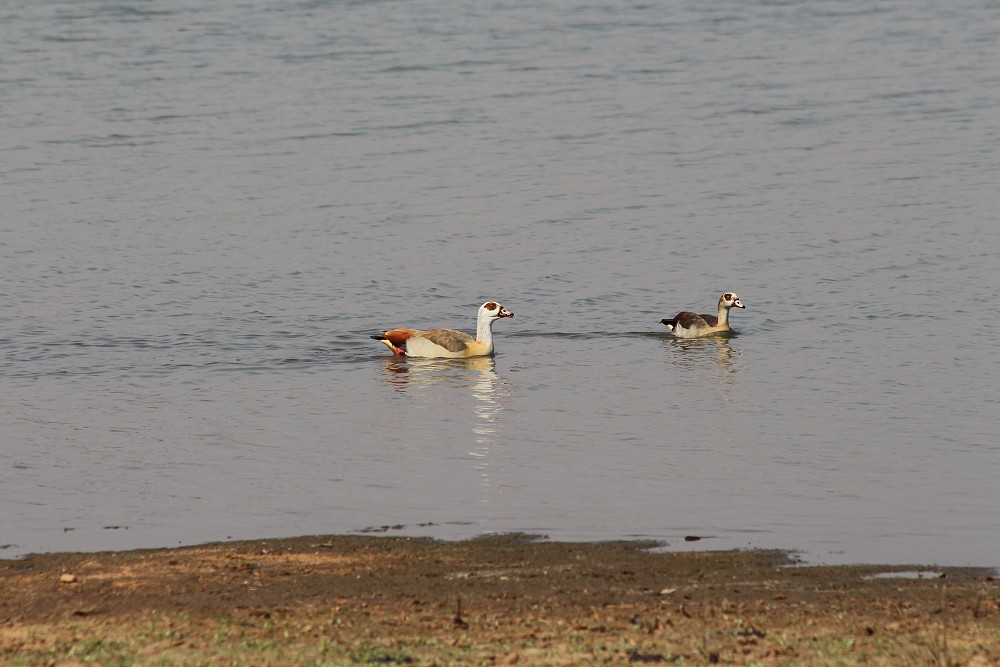 Egyptian Goose