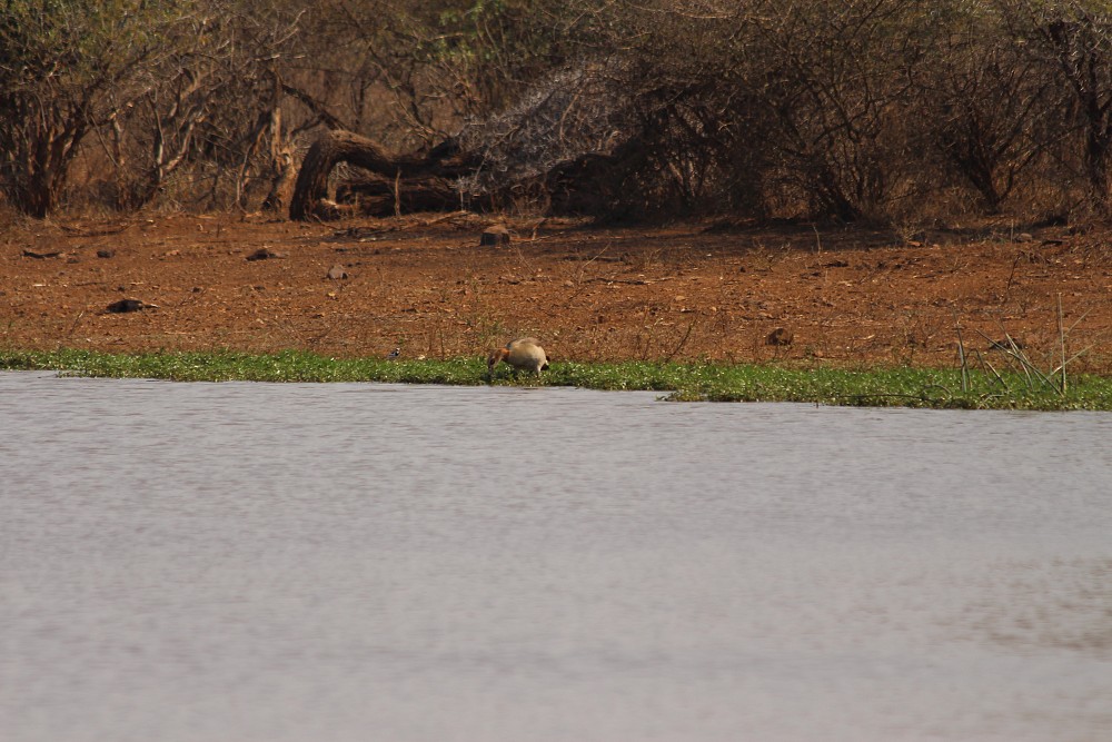 Egyptian Goose