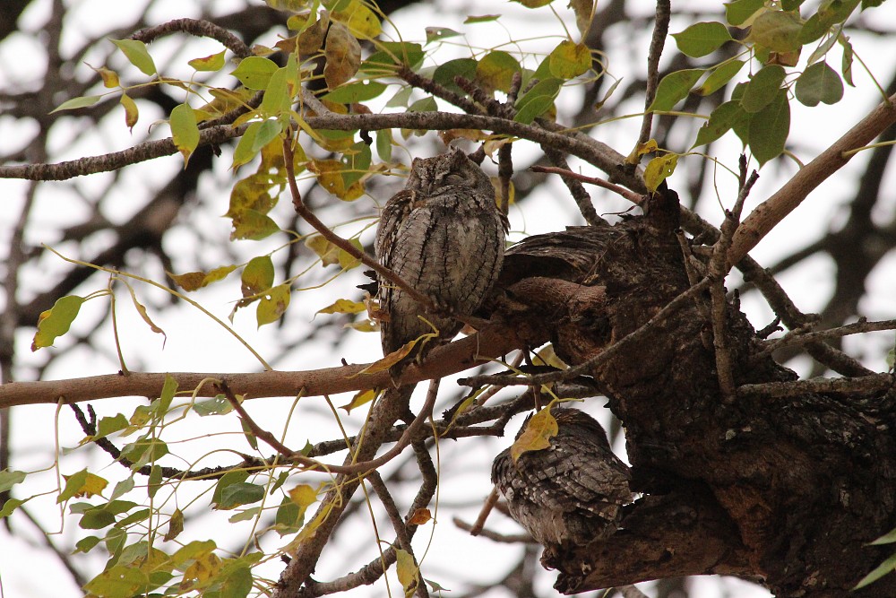 African Scops-Owl