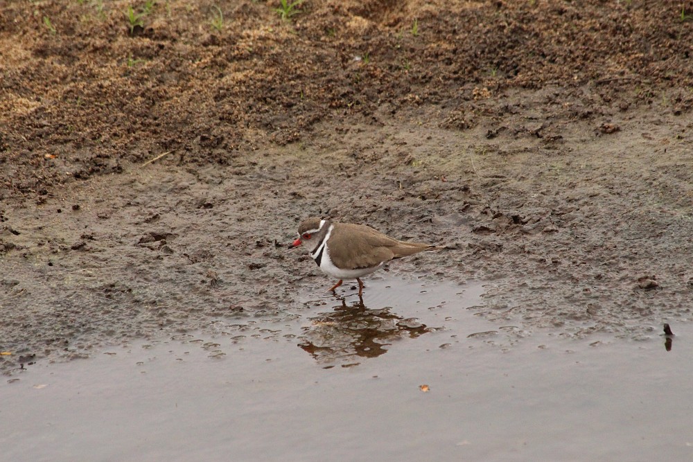 Three-banded Plover