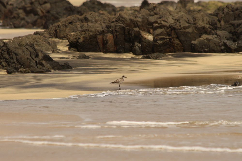 Black-bellied Plover