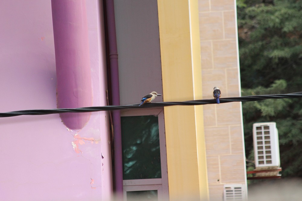 Gray-headed Kingfisher