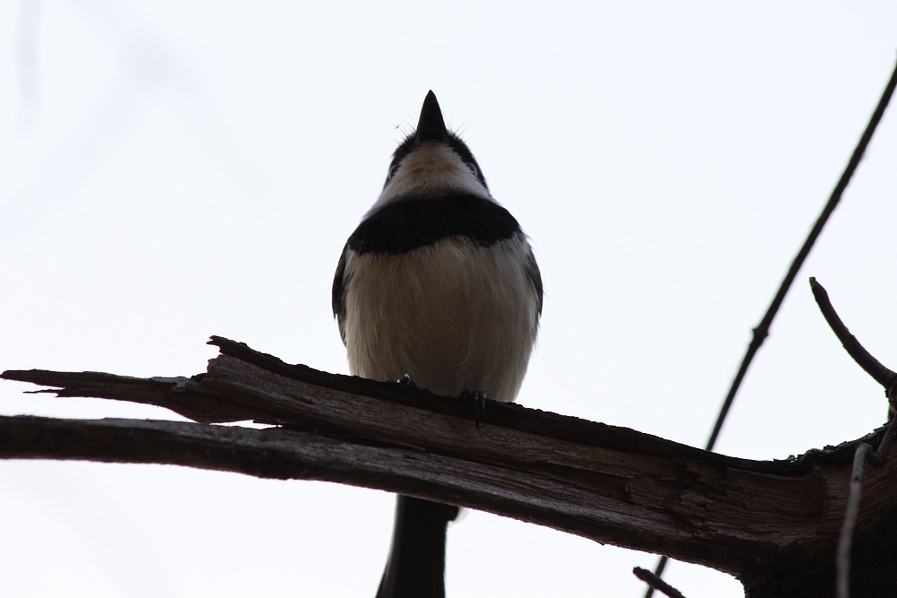 Chinspot Batis