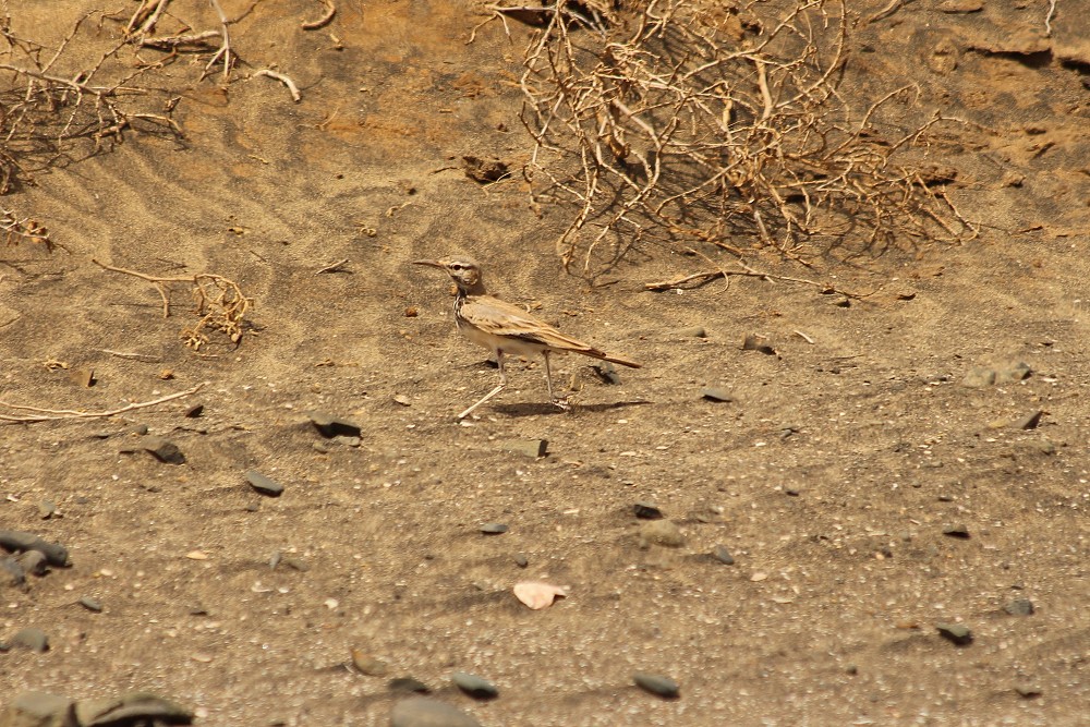 Greater Hoopoe-Lark