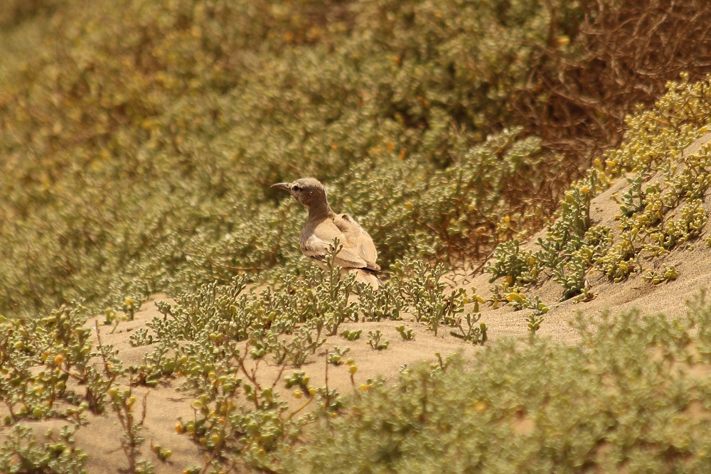 Greater Hoopoe-Lark