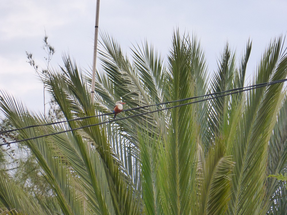 Gray-headed Kingfisher