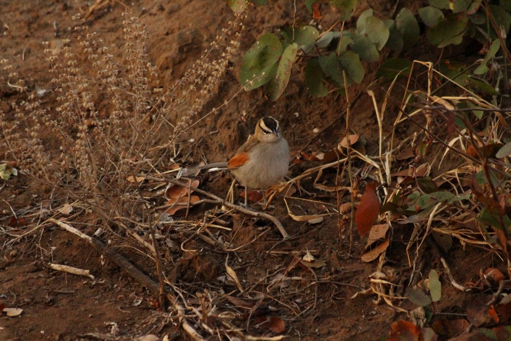 Black-crowned Tchagra