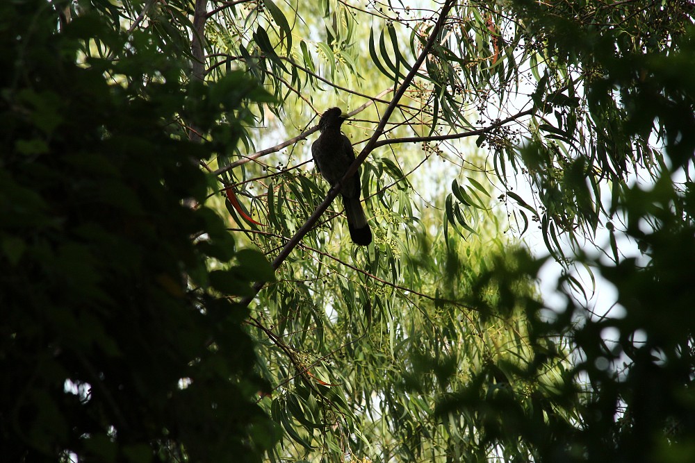 Turaco gris oriental