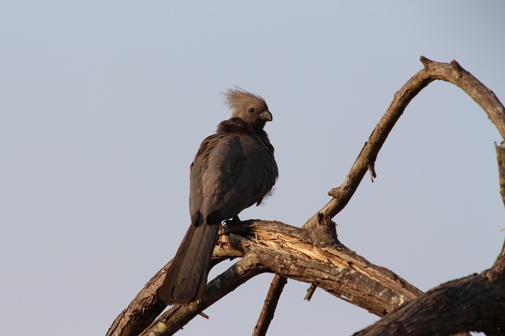 Turaco grigio occidentale