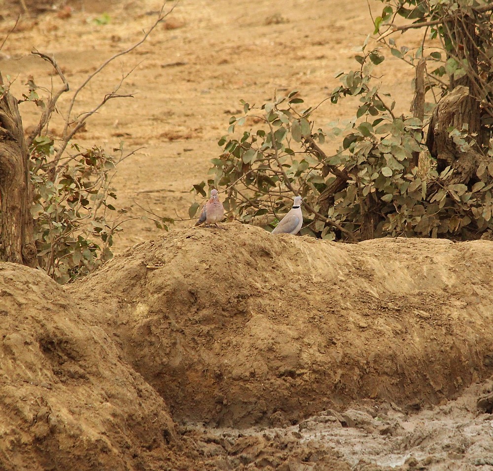 Laughing Dove