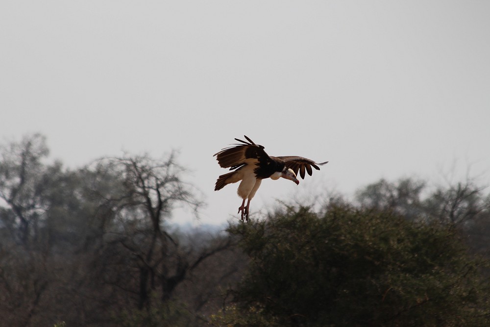 White-headed Vulture