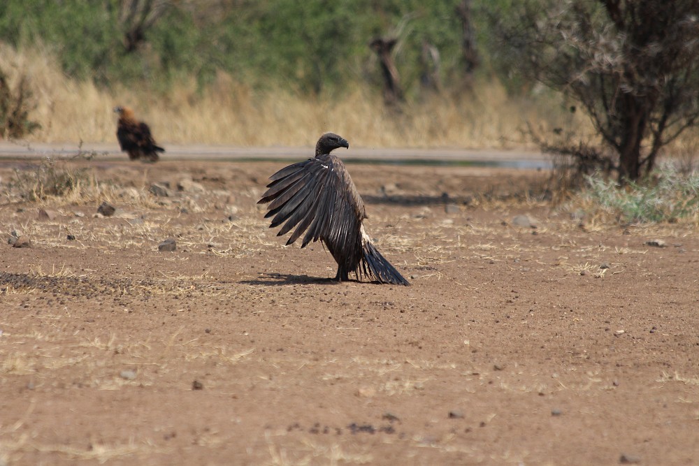 White-backed Vulture