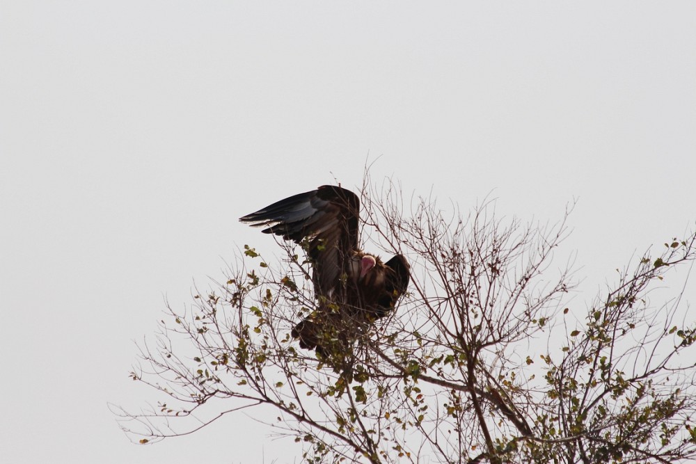 Hooded Vulture