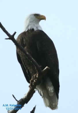 37.23,-76.70 College Creek Beach area, colonial Parkway Williamsburg va  (アメリカ合衆国)