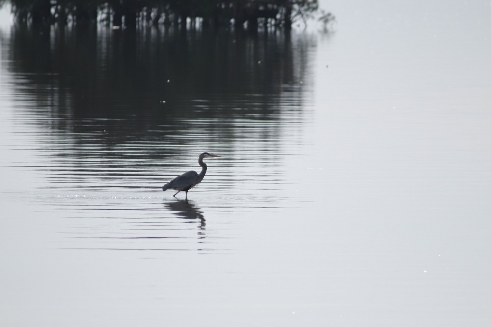 37.23,-76.70 College Creek Beach area, colonial Parkway Williamsburg va  (アメリカ合衆国)