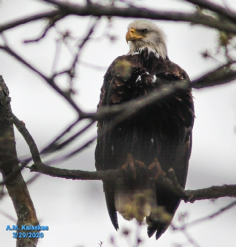 37.23,-76.70 College Creek Beach area, colonial Parkway Williamsburg va  (美国)