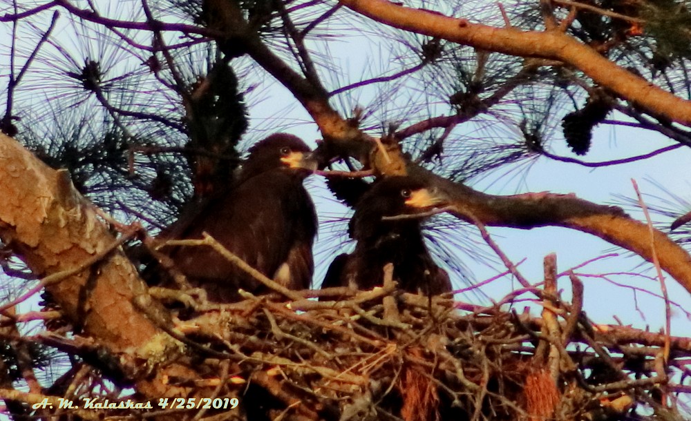 37.22,-76.49, Ballard St and Moore St intersection, Yorktown va  (United States)