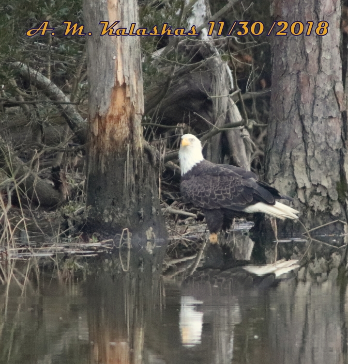 37.25,-76.71 College Landing Park, City of Williamsburg (アメリカ合衆国)