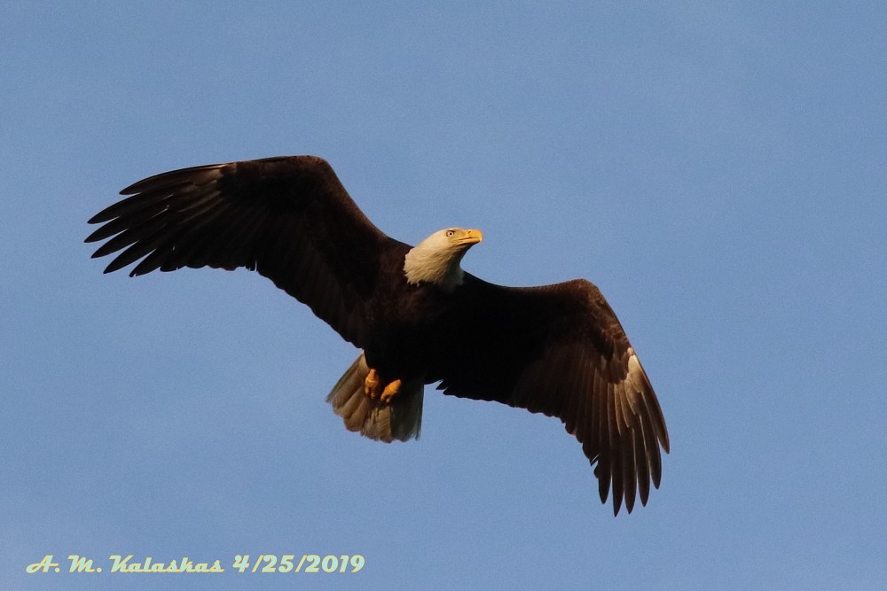 37.22,-76.49, Ballard St and Moore St intersection, Yorktown va  (United States)