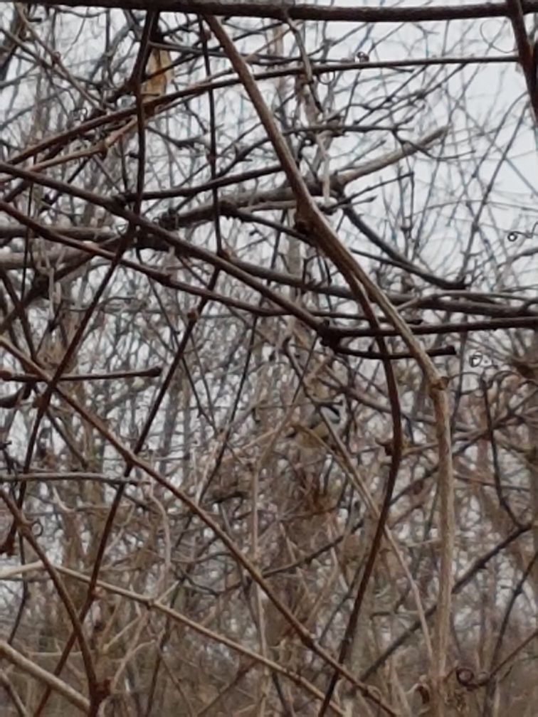 Mésange à tête noire