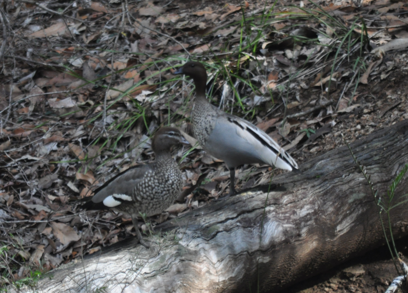 Wood Duck