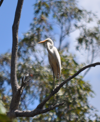 Intermediate Egret