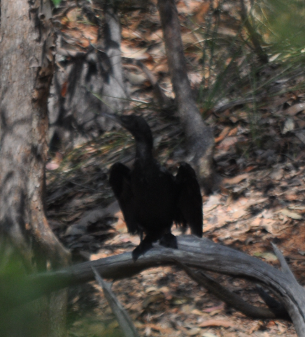 Little Black Cormorant